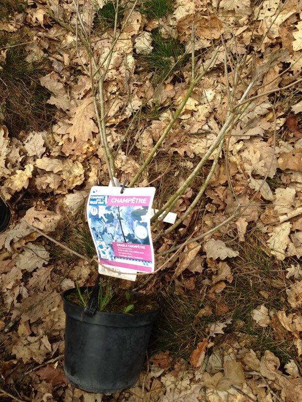 Planter un arbre Planter un arbre